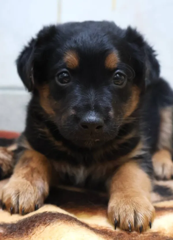 Znaleziono psa, Łódź, 13 sierpnia 2025 (3/5)