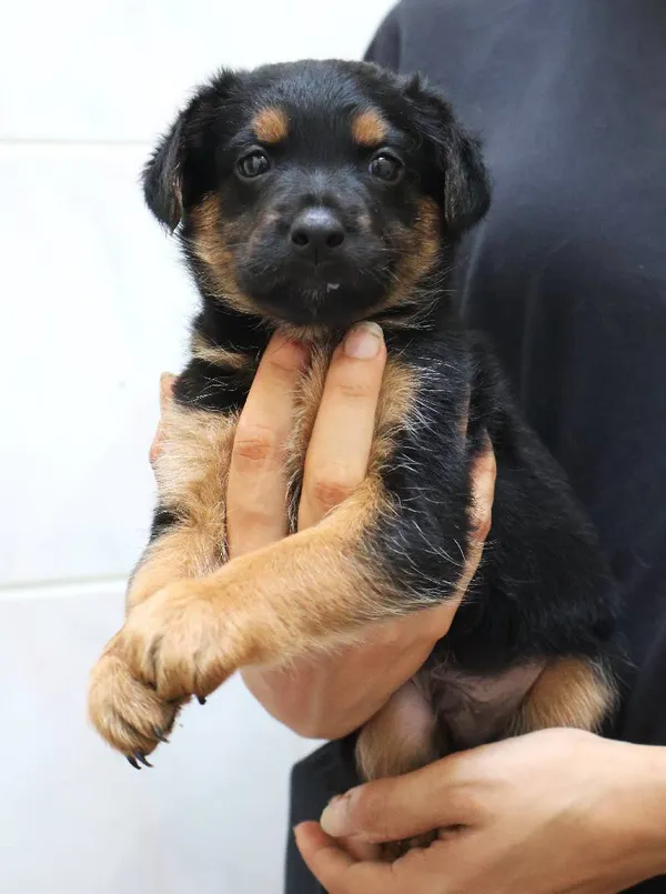 Znaleziono psa, Łódź, 13 sierpnia 2025 (4/5)