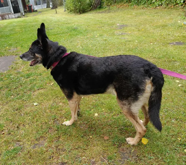 Pies do adopcji, Włocławek, 29 sierpnia 2025