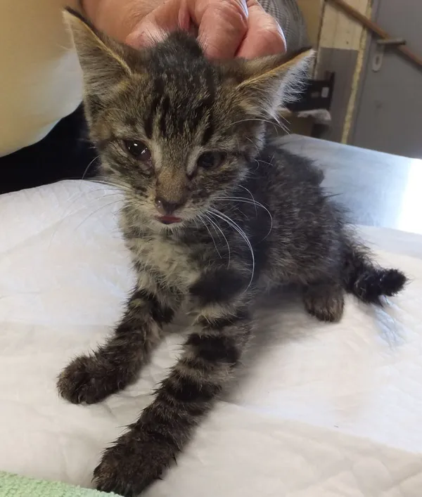 Znaleziono kota, Nowa Krępa, 18 sierpnia 2025