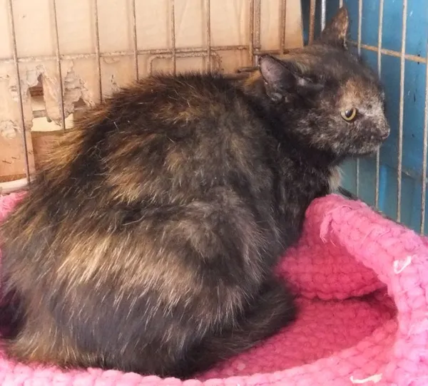 Znaleziono kota, Nowa Krępa, 18 sierpnia 2025