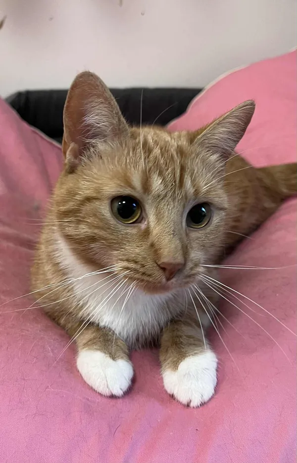 Kot do adopcji, Włocławek, 29 sierpnia 2025 (1/5)