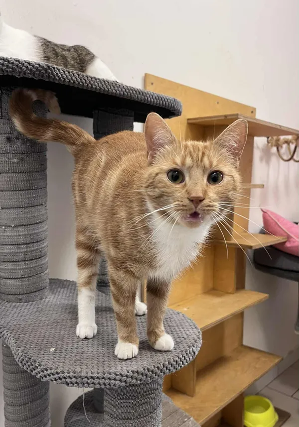 Kot do adopcji, Włocławek, 29 sierpnia 2025 (2/5)