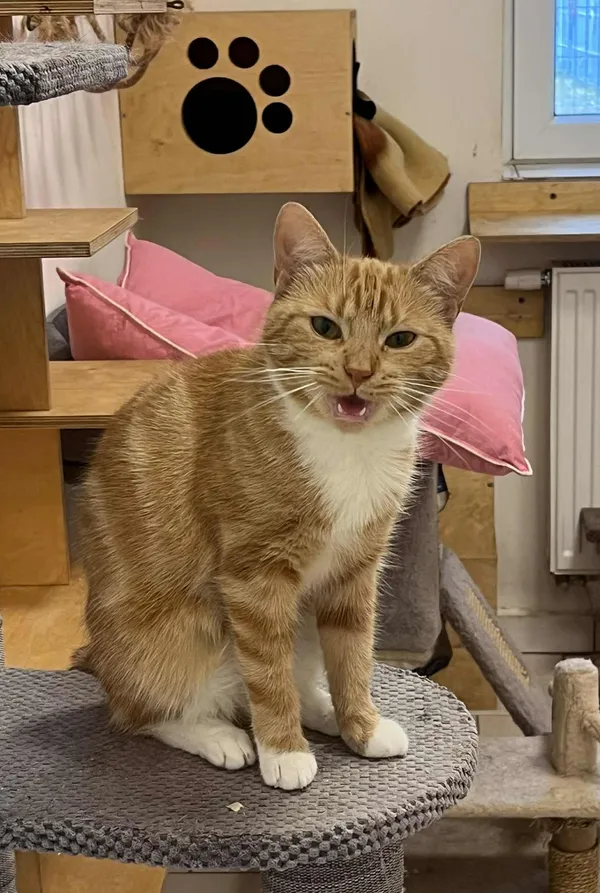 Kot do adopcji, Włocławek, 29 sierpnia 2025 (5/5)