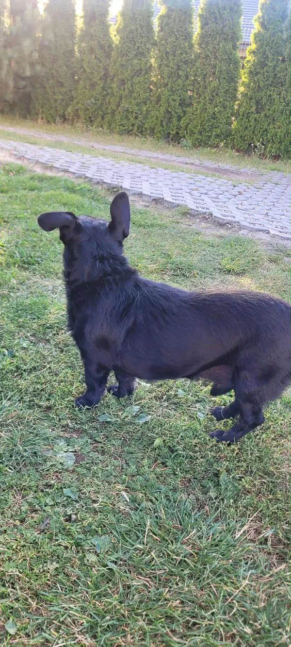 Znaleziono psa, Krzywica, 31 sierpnia 2025 (3/3)