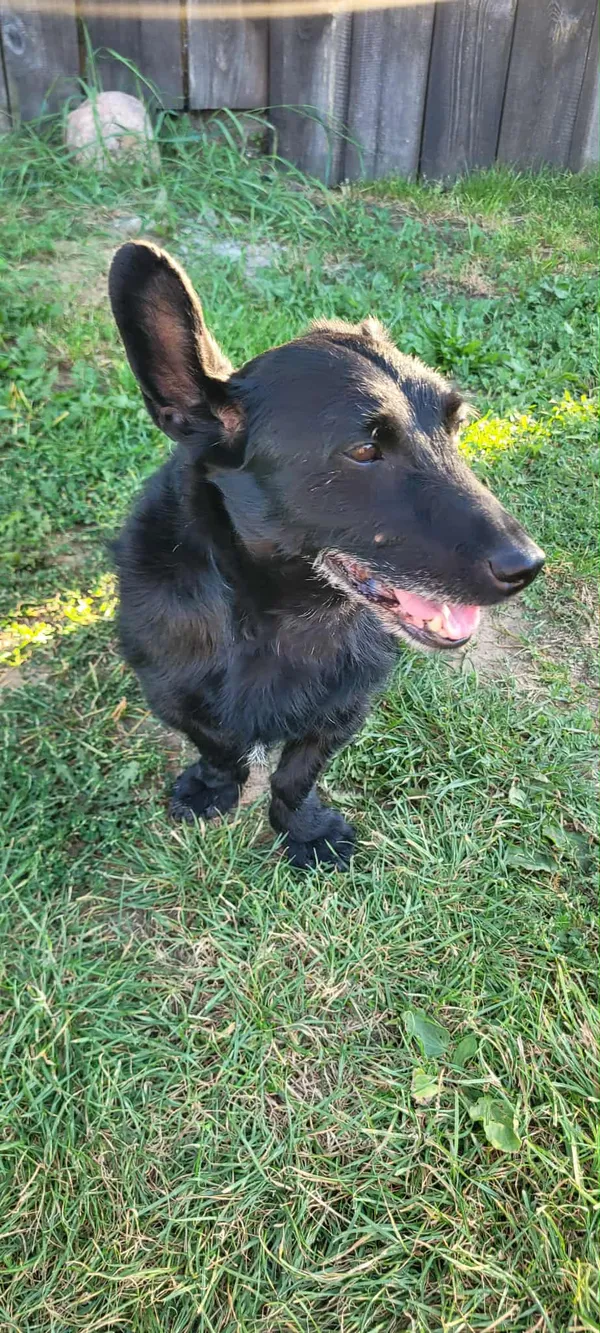 Znaleziono psa, Krzywica, 31 sierpnia 2025 (1/3)