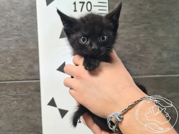 Znaleziono kota, Chełmek, 29 sierpnia 2025