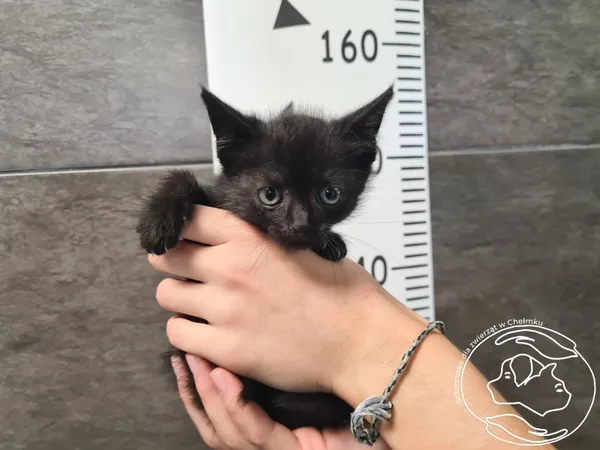 Znaleziono kota, Chełmek, 29 sierpnia 2025