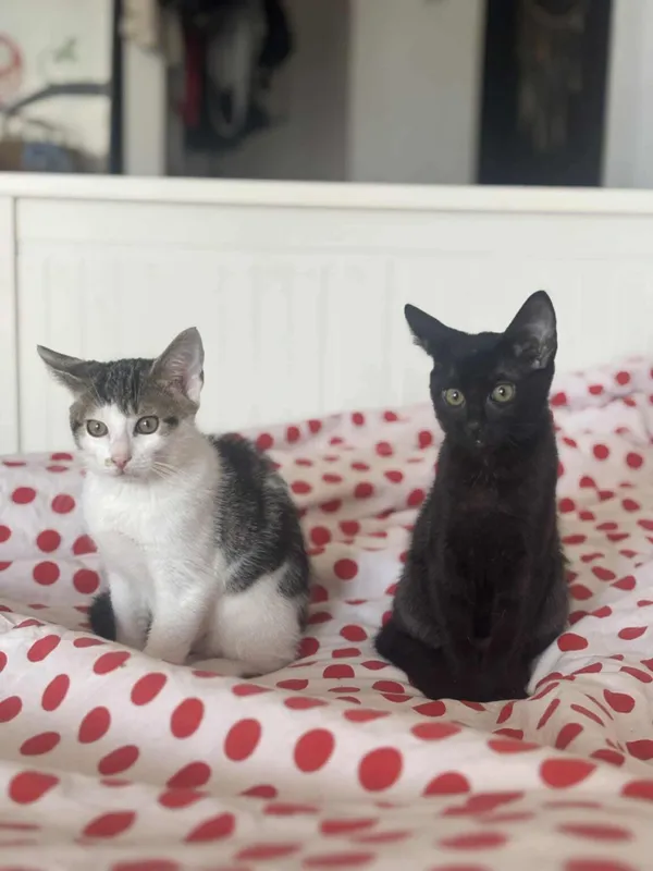 Kot do adopcji, Radom, 30 sierpnia 2025 (3/3)