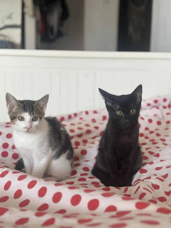 Kot do adopcji, Radom, 31 stycznia 2026 (1/3)