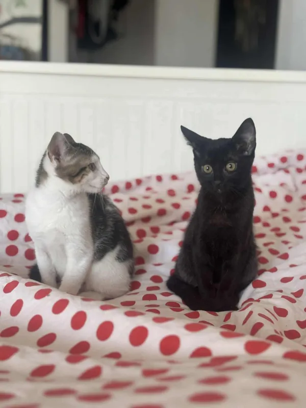 Kot do adopcji, Radom, 31 stycznia 2026 (2/3)