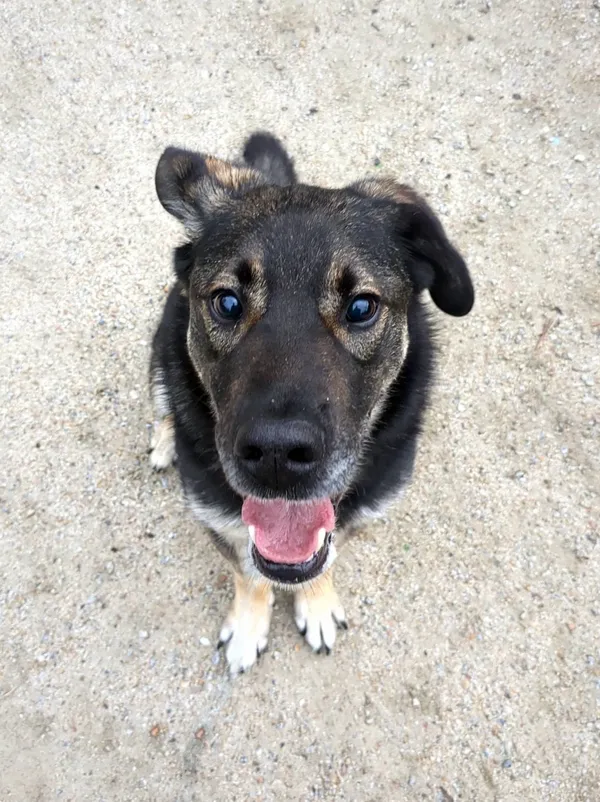 Oddam psa, Warszawa, Stara Praga, 31 sierpnia 2025 (1/5)