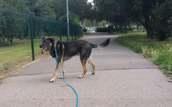 Oddam psa, Warszawa, Stara Praga, 31 sierpnia 2025 (4/5)