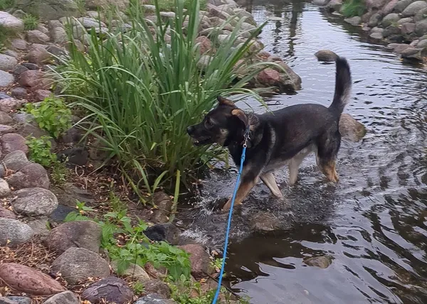 Oddam psa, Warszawa, Stara Praga, 31 sierpnia 2025 (5/5)