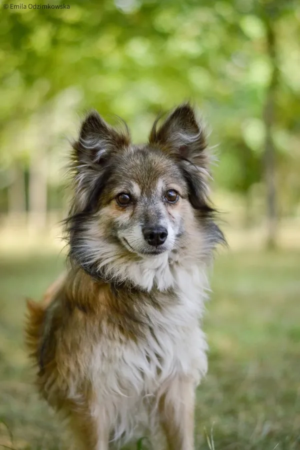 Pies do adopcji, Radom, 4 października 2025 (2/5)