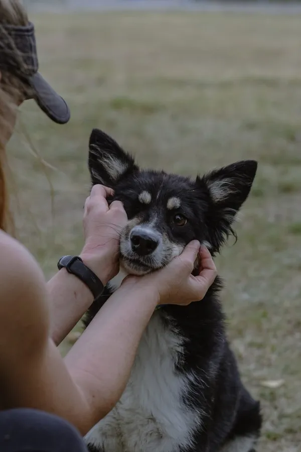 Pies do adopcji, Radom, 30 sierpnia 2025 (2/5)