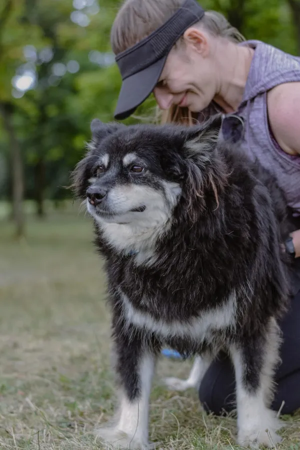 Pies do adopcji, Radom, 30 sierpnia 2025 (4/5)