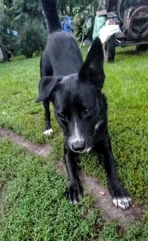 Oddam psa, Warszawa, Powiśle, 31 sierpnia 2025 (1/5)