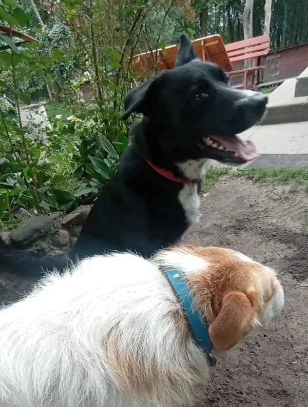 Oddam psa, Warszawa, Powiśle, 31 sierpnia 2025 (2/5)