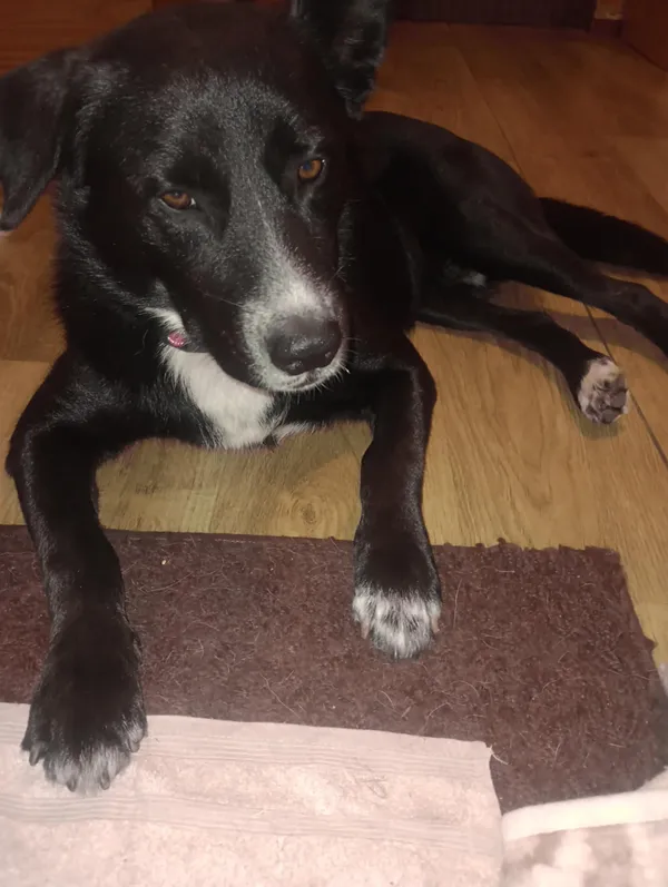 Oddam psa, Warszawa, Powiśle, 31 sierpnia 2025 (3/5)