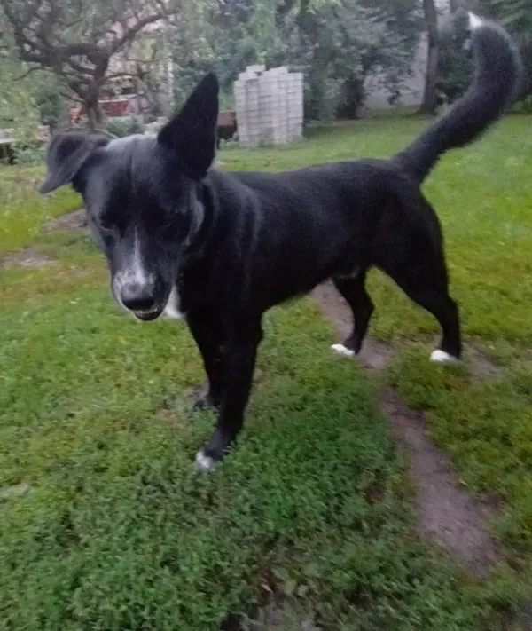 Oddam psa, Warszawa, Powiśle, 31 sierpnia 2025 (4/5)