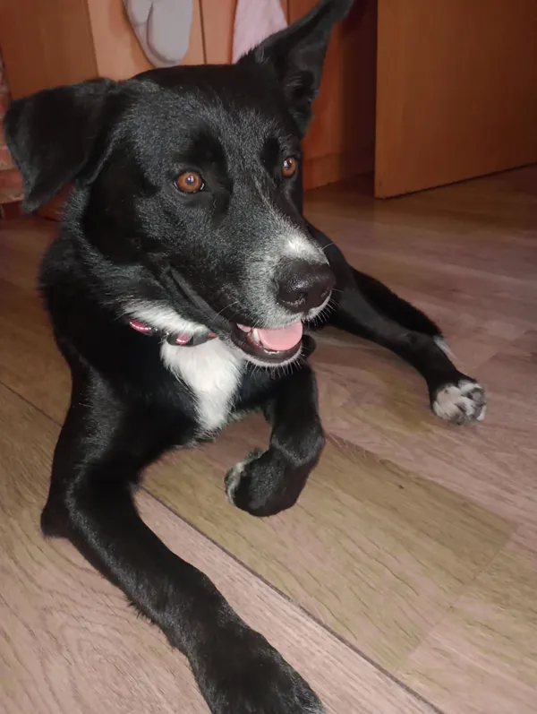 Oddam psa, Warszawa, Powiśle, 31 sierpnia 2025 (5/5)