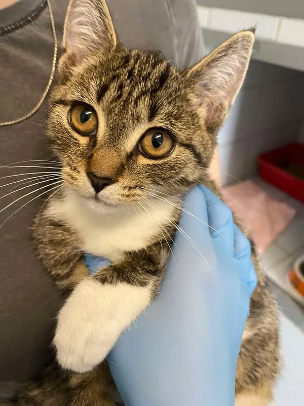 Znaleziono kota, Lublin, 28 sierpnia 2025