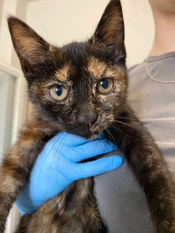 Znaleziono kota, Lublin, 29 sierpnia 2025