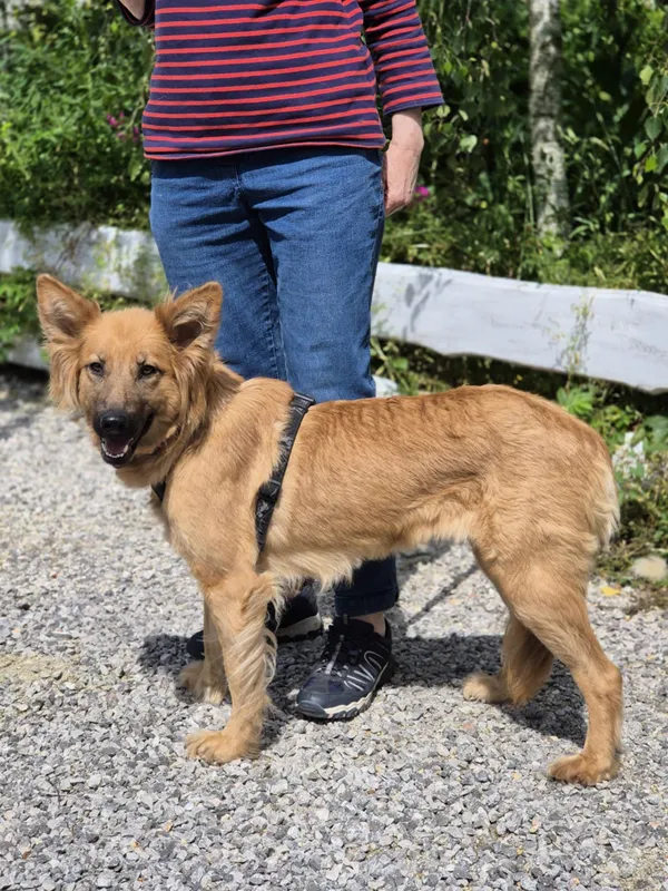 Oddam psa, Warszawa, Śródmieście Południowe, 31 sierpnia 2025 (2/5)