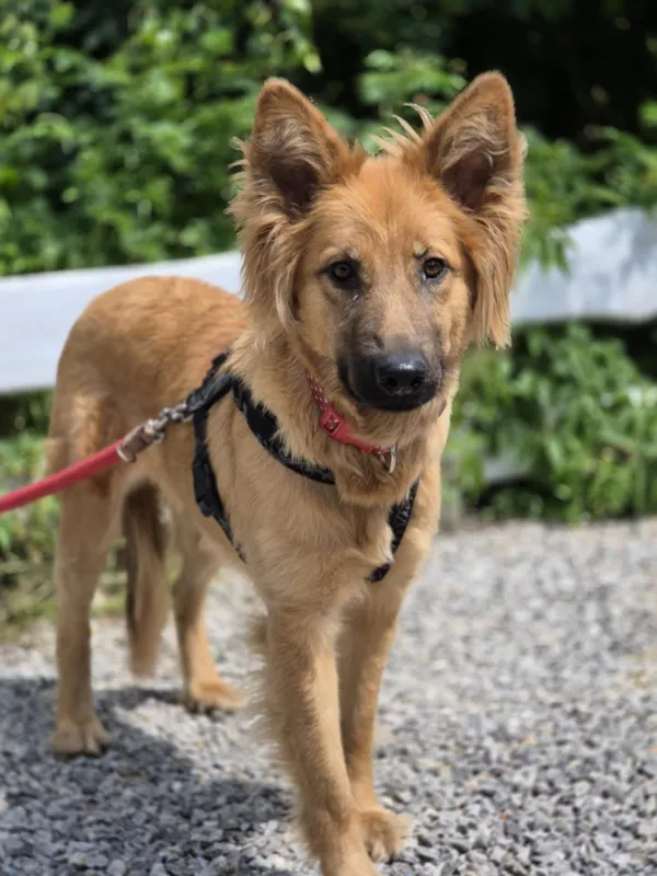 Oddam psa, Warszawa, Śródmieście Południowe, 31 sierpnia 2025 (3/5)