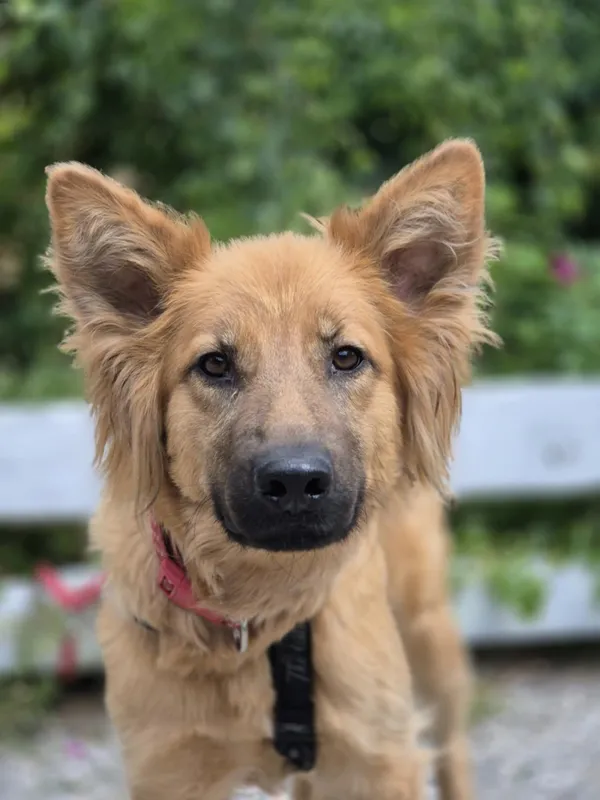 Oddam psa, Warszawa, Śródmieście Południowe, 31 sierpnia 2025 (4/5)