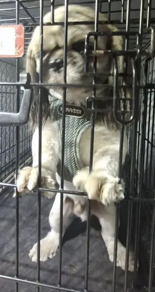 Znaleziono psa, Radom, 30 sierpnia 2025