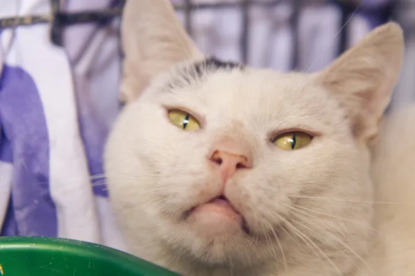 Znaleziono kota, Sosnowiec, 31 sierpnia 2025 (1/5)