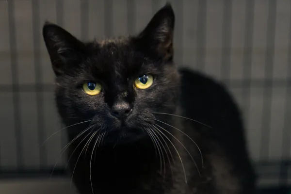 Znaleziono kota, Sosnowiec, 29 sierpnia 2025