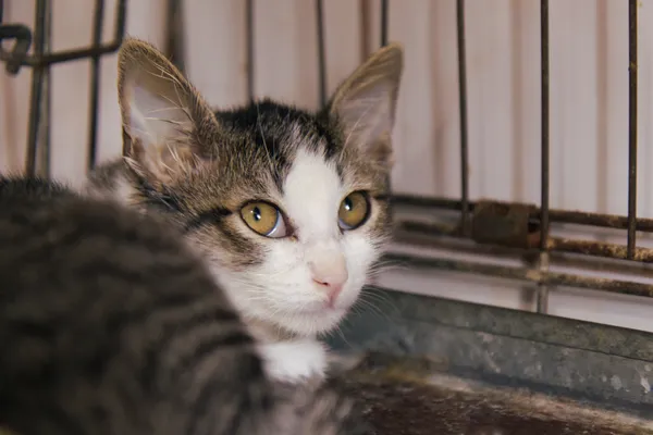 Znaleziono kota, Sosnowiec, 28 sierpnia 2025