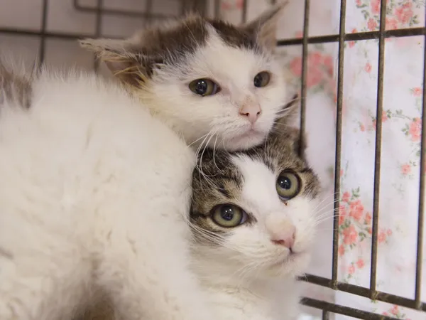 Znaleziono kota, Sosnowiec, 28 sierpnia 2025 (1/2)