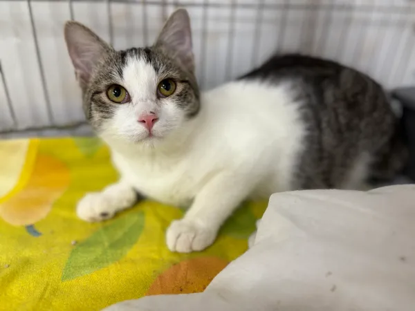 Znaleziono kota, Sosnowiec, 28 sierpnia 2025 (2/2)