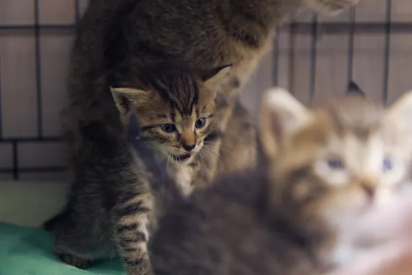 Znaleziono kota, Sosnowiec, 28 sierpnia 2025