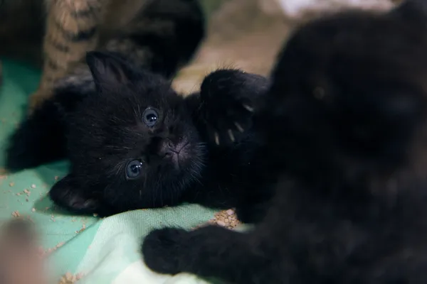 Znaleziono kota, Sosnowiec, 28 sierpnia 2025