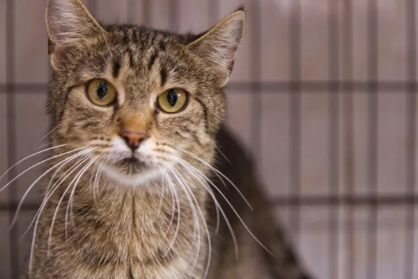 Znaleziono kota, Sosnowiec, 28 sierpnia 2025