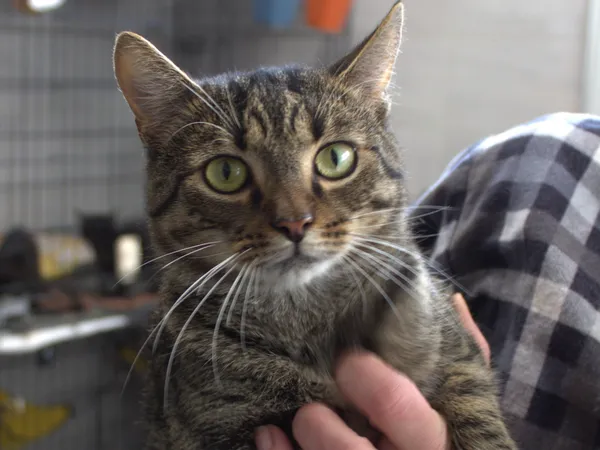 Znaleziono kota, Sosnowiec, 28 sierpnia 2025 (1/3)