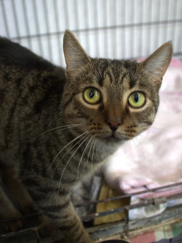 Znaleziono kota, Sosnowiec, 28 sierpnia 2025 (2/3)