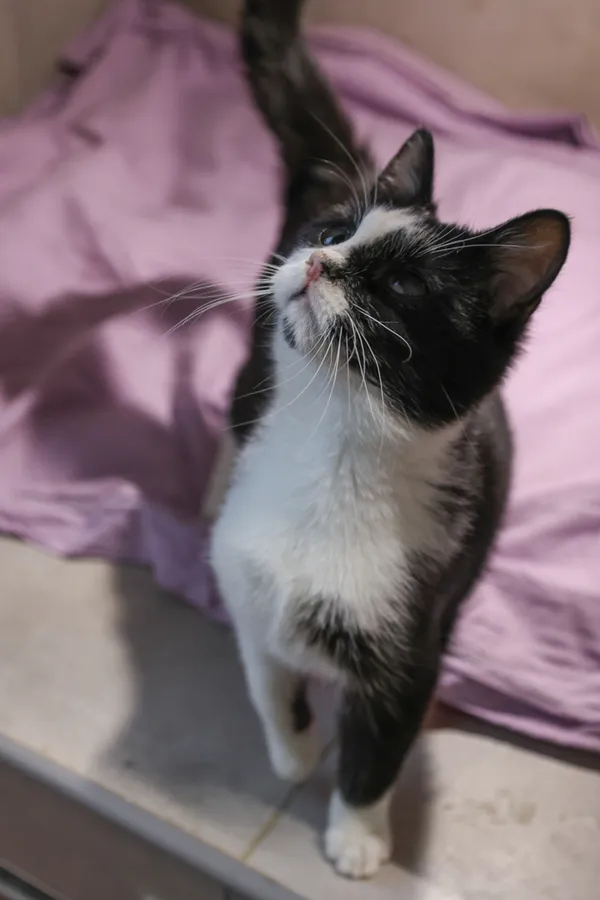 Znaleziono kota, Sosnowiec, 28 sierpnia 2025 (2/5)