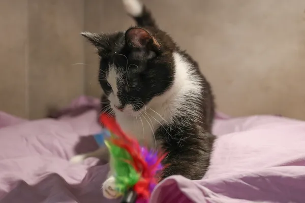 Znaleziono kota, Sosnowiec, 28 sierpnia 2025 (5/5)