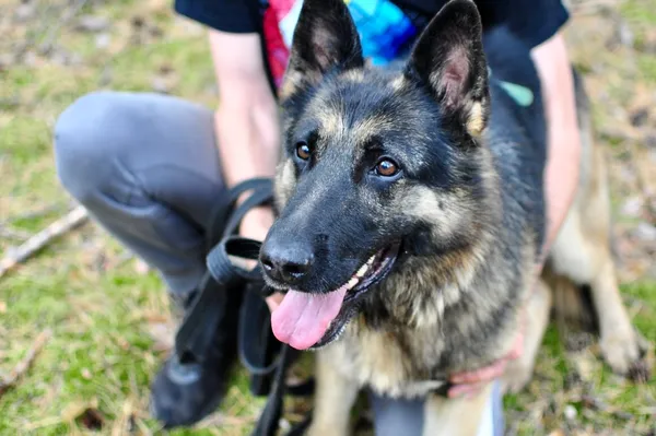 Pies do adopcji, Milanówek, 31 sierpnia 2025 (3/5)