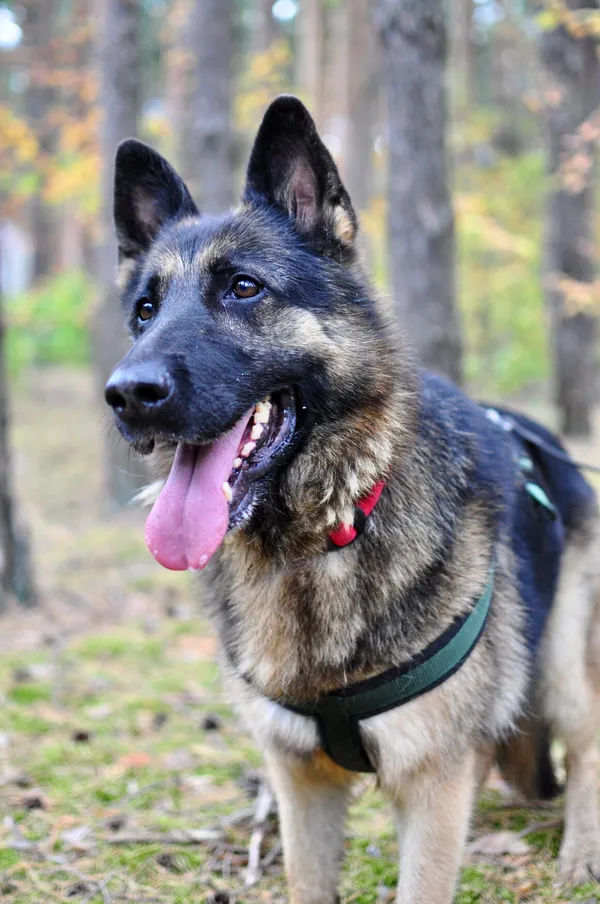 Pies do adopcji, Milanówek, 31 sierpnia 2025 (5/5)