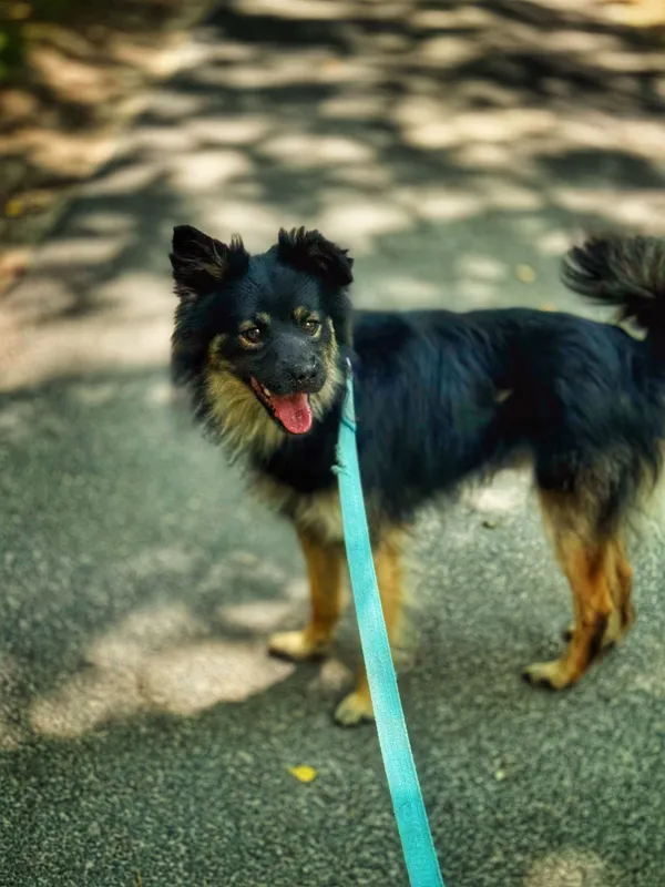 Pies do adopcji, Dłużyna Górna, 31 sierpnia 2025 (2/5)