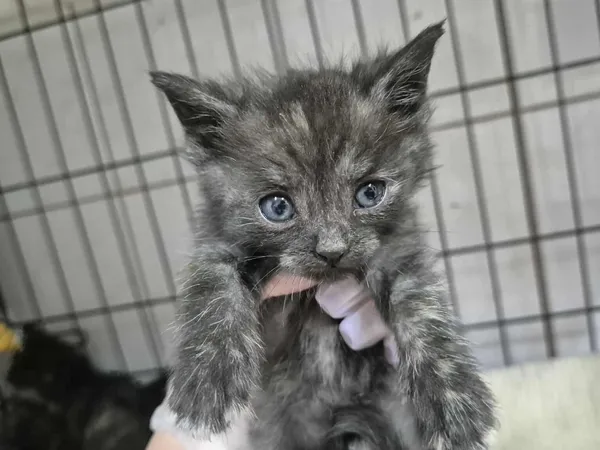 Znaleziono kota, Sosnowiec, 30 sierpnia 2025