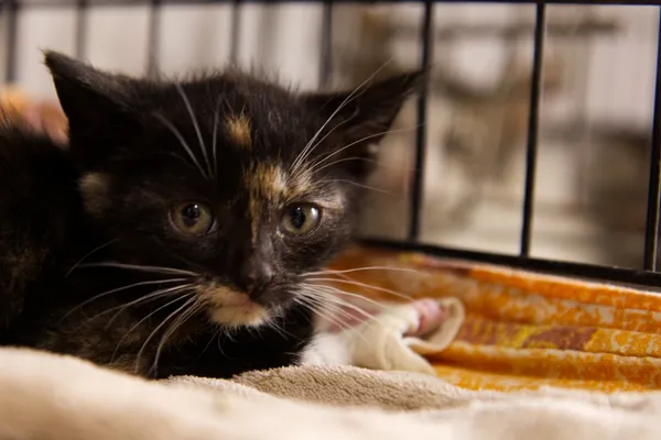 Znaleziono kota, Sosnowiec, 30 sierpnia 2025