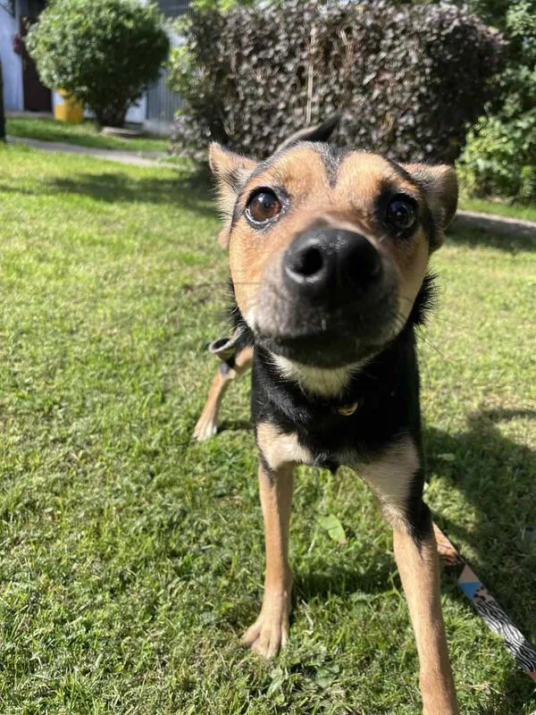 Pies do adopcji, Włocławek, 31 sierpnia 2025 (2/5)